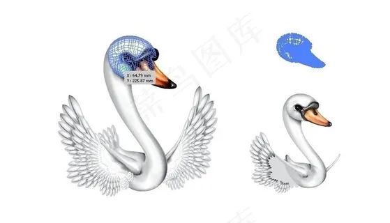 天鹅图片
