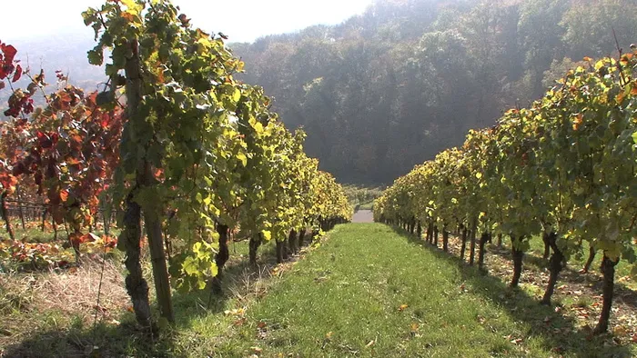 阳光明媚的葡萄园查看股票的录像 视...