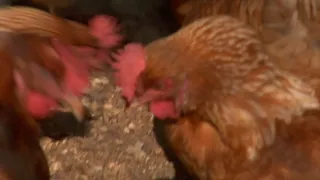 在围栏面积非洲村2股票视频鸡