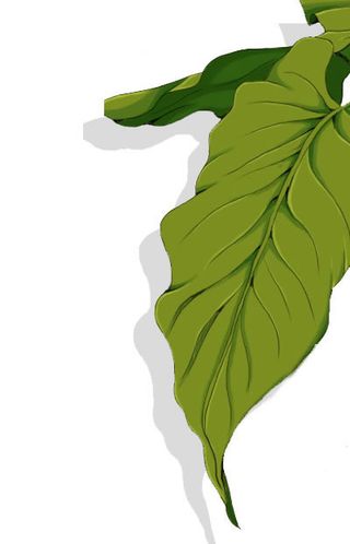 手绘绿叶图片psd素材