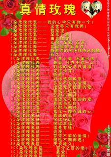 真情玫瑰花语图片