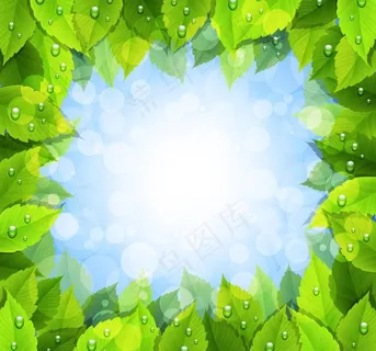 绿叶水珠水滴边框图片 绿叶水珠水滴边框图片