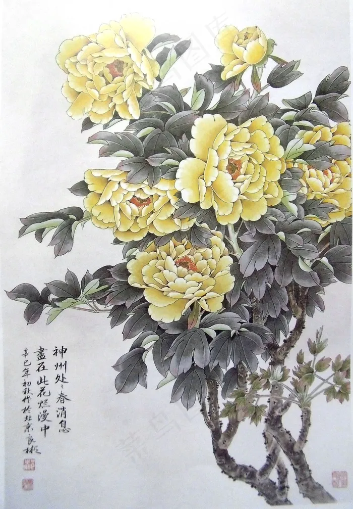 黄色牡丹