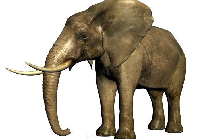 大象 (3d模型)图片