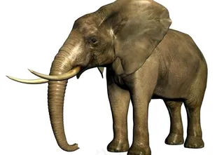 大象 (3d模型)图片