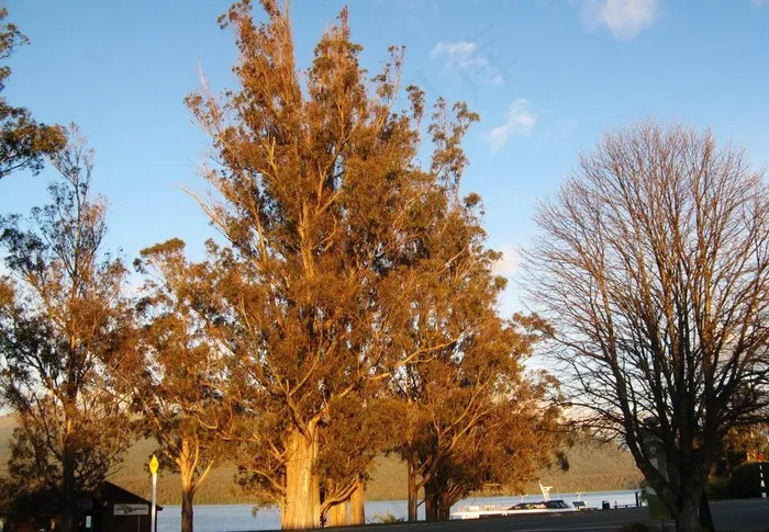 小镇梯安瑙图片