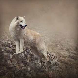 山石上的狼图片 山石上的狼图片