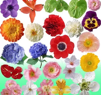 花卉素材图片 花卉素材图片