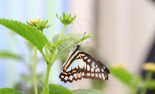 蝴蝶图片