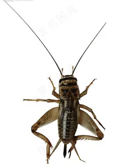 蟋蟀图片 蟋蟀图片