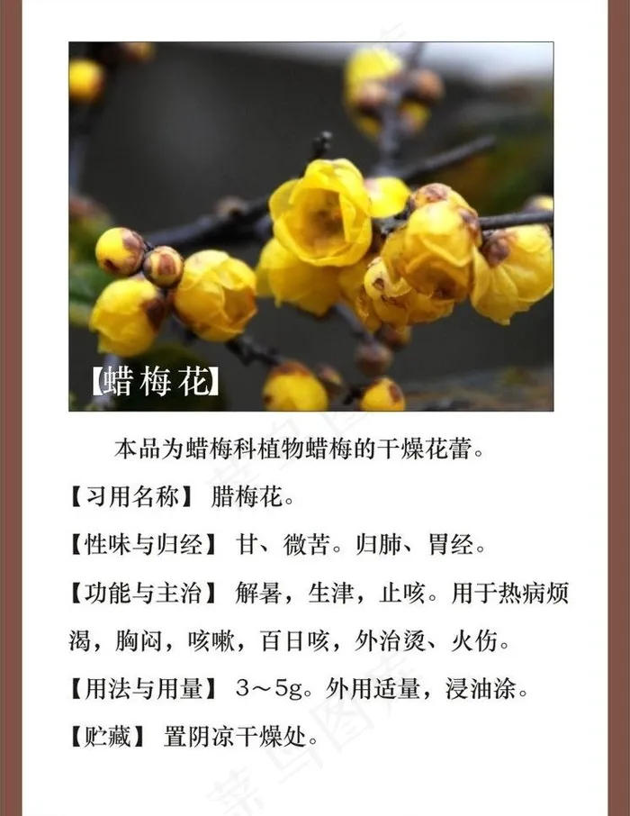 蜡梅花图片cdr矢量模版下载