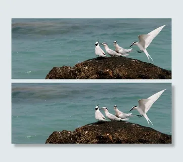 礁石上的鸟图片