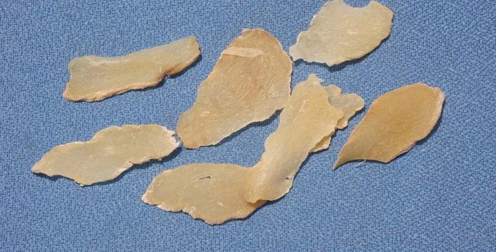 假天麻图片