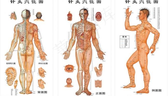针炙穴位图图片(600X1200)cdr矢量模版下载