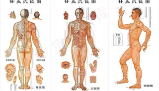 针炙穴位图图片
