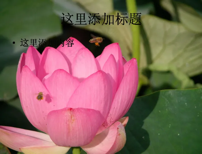 美丽的荷花(3)
