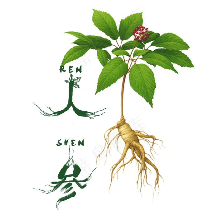 人参药材PNG背景免扣元素(945X945)