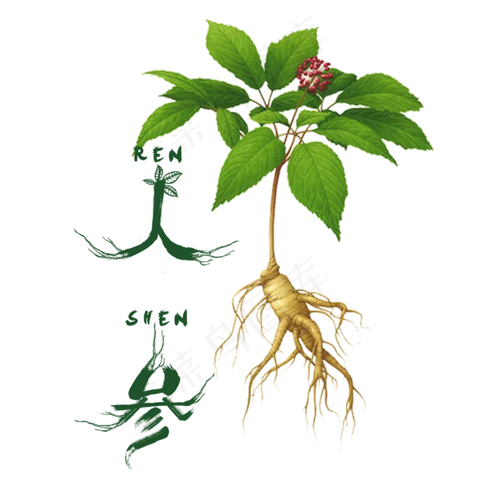 人参药材PNG背景免扣元素(945X945)