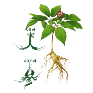 人参药材PNG背景免扣元素