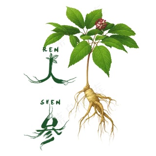 人参药材PNG背景免扣元素