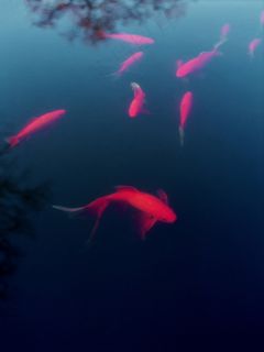 创意拍摄鱼缸金鱼图片