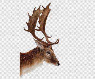 实物卡通手绘插画麋鹿梅花鹿鹿角PN...