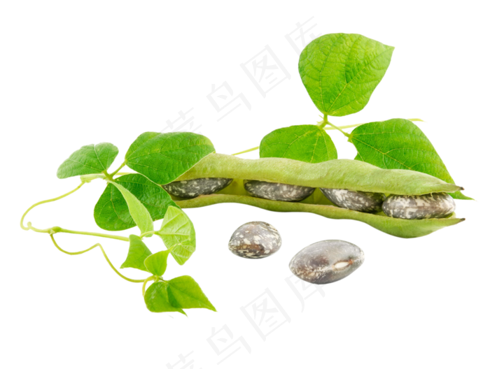 北欧简约植物叶子装饰画无框画元素