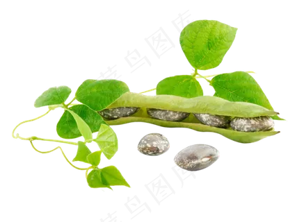 北欧简约植物叶子装饰画无框画元素