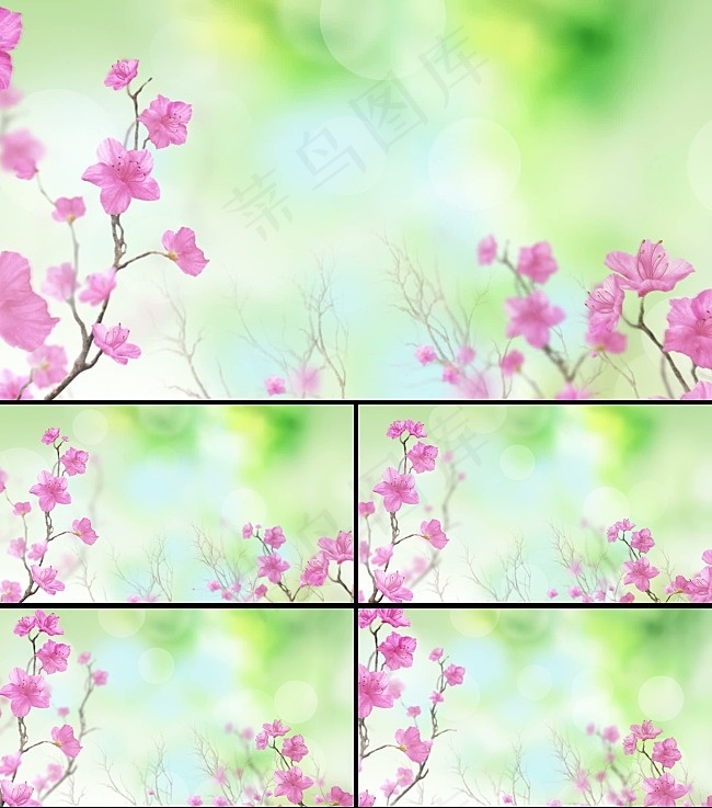 鲜花盛开春天风景高清视频