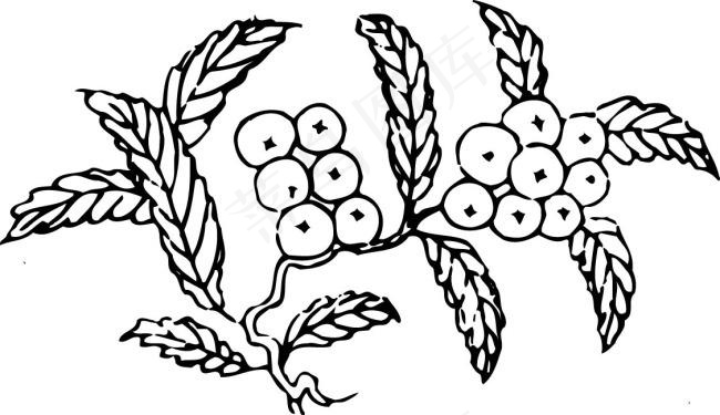 白描枇杷ai矢量模版下载