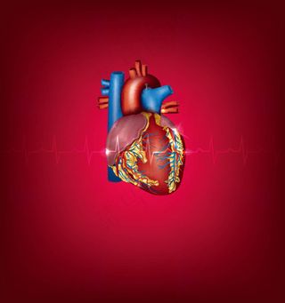 人体心脏器官设计矢量素材,