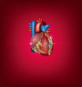 人体心脏器官设计矢量素材,