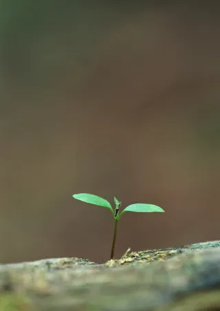 清新绿色小草苗图片
