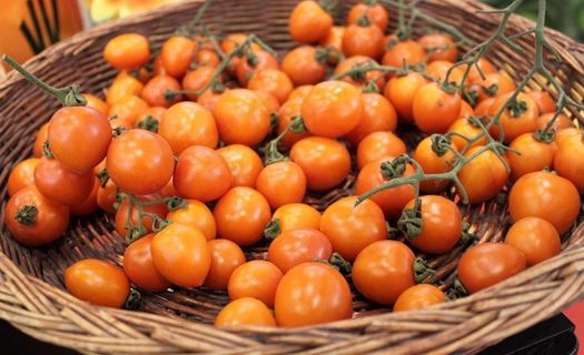 圣女小番茄图片