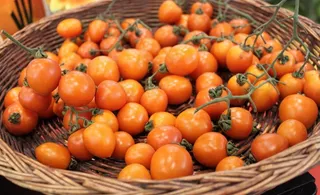 圣女小番茄图片