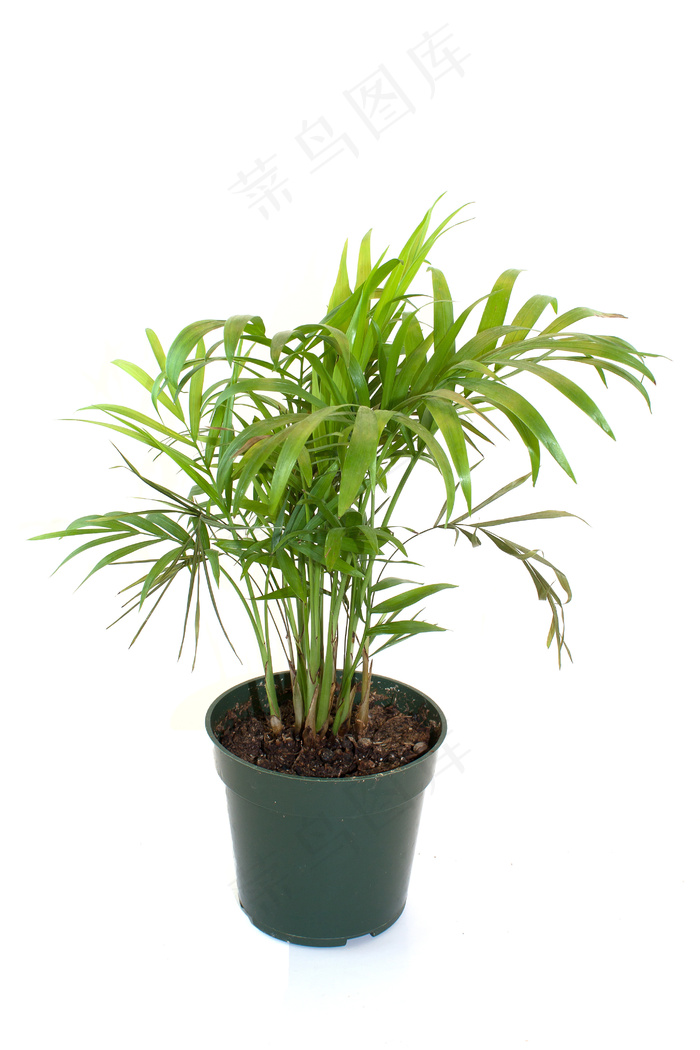 盆栽的棕榈树