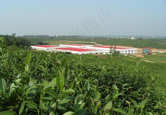 茶园风景图片