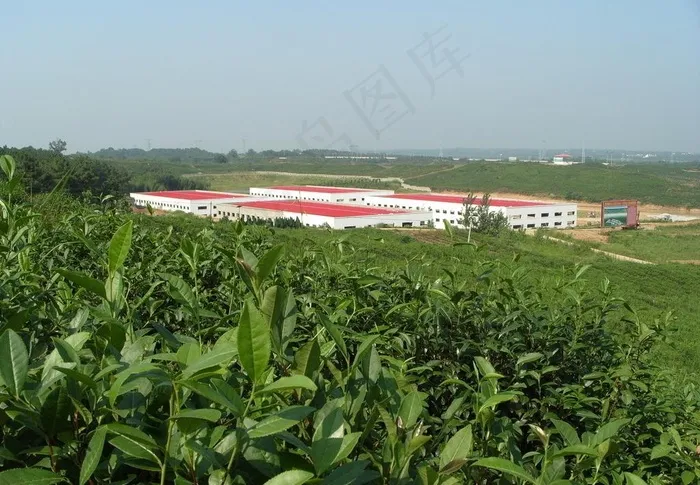 茶园风景图片
