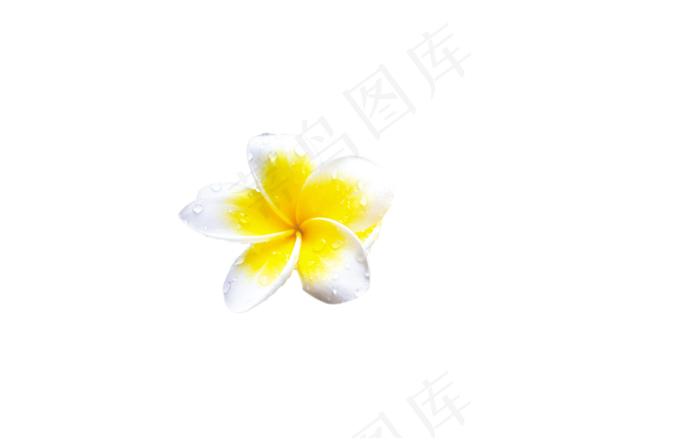 免扣花 (19)