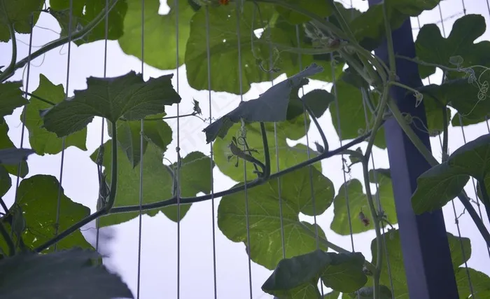 藤蔓植物图片