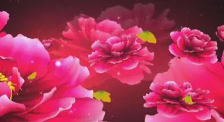 大红花朵LED背景