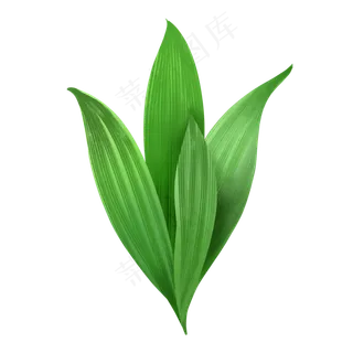 绿色大叶植物春天绿植绿色大叶植物春天绿植