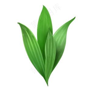 绿色大叶植物春天绿植绿色大叶植物春天绿植
