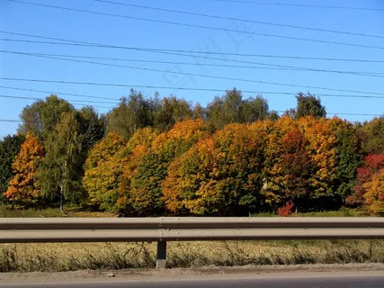 秋天枫树林风光