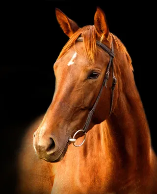 棕色的骏马图片