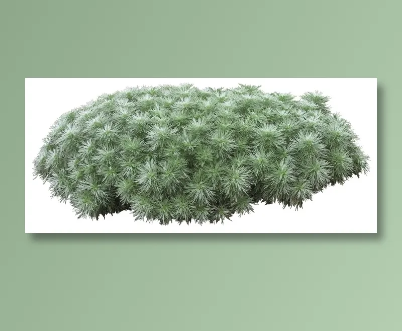 高清免抠植物朝雾草psd模版下载