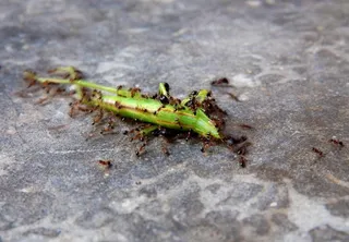 蚂蚁搬蝗虫图片