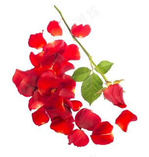 玫瑰花与花瓣图片