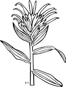 Ku Castilleja君子兰轮...