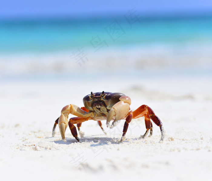 海滩上的螃蟹摄影